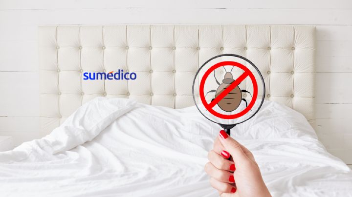 ¿Qué hacer en caso de tener plaga de chinches en casa?
