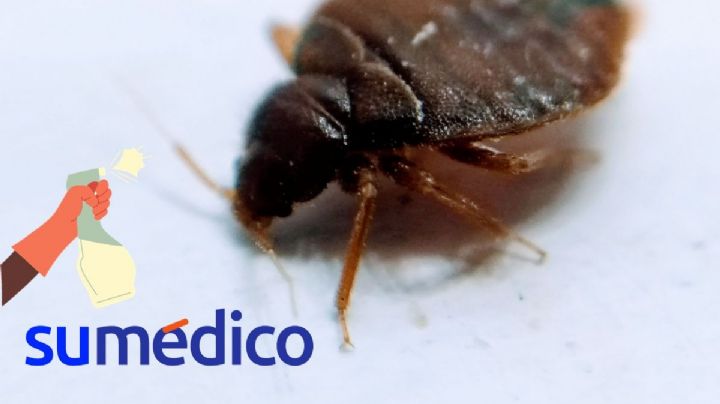 ¿Cómo eliminar las chinches de la cama rápidamente? 3 trucos caseros que necesitas conocer