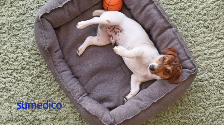 5 pasos para desinfectar la cama de tus mascotas