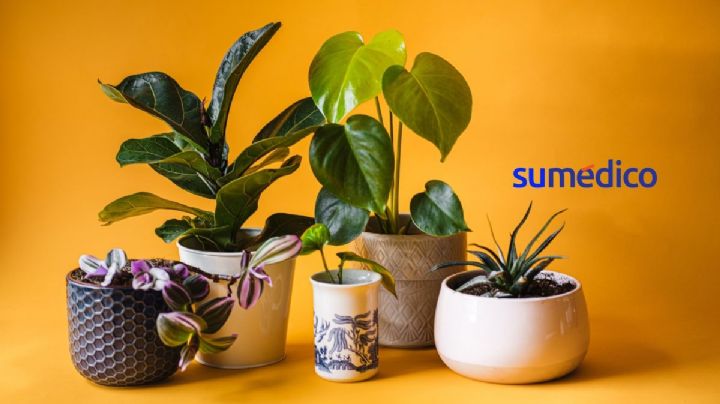 3 sencillos trucos para mantener tus plantas de interior libres de hongos