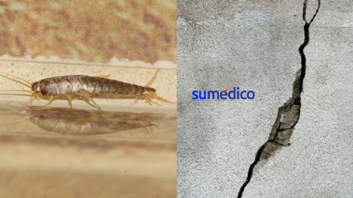Razones por las que debe preocuparte tener pececillos de plata en tu hogar