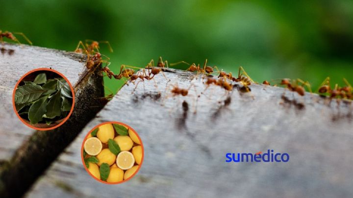 Trucos caseros para evitar hormigas en tu hogar sin insecticida