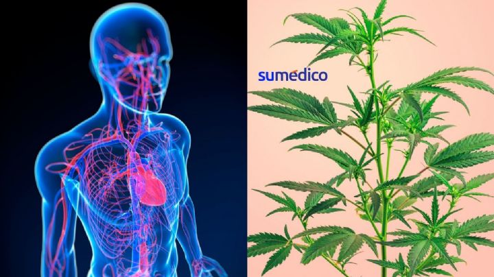 Efectos de la marihuana en la salud cardiovascular