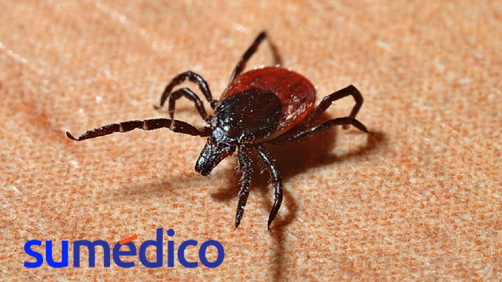 Detectan virus incurable transmitido por garrapatas en Estados Unidos, ¿de qué se trata?