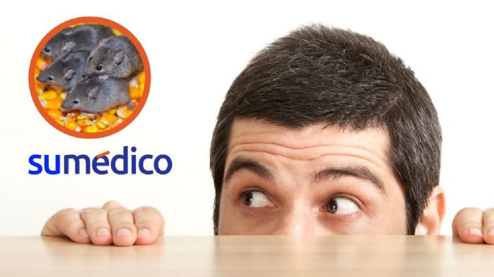 Invasores de 4 patas: ¿cómo saber si tengo un nido de ratas o ratones en mi casa?
