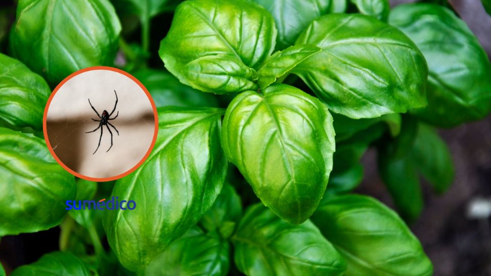 Estas plantas te ayudarán a repeler las arañas en tu casa