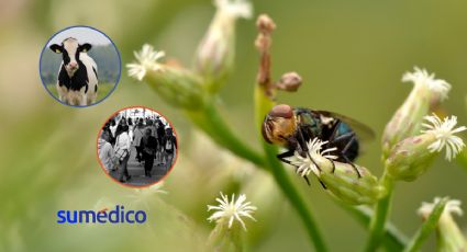 ¿Qué es el gusano barrenador y por qué debemos tener precauciones?
