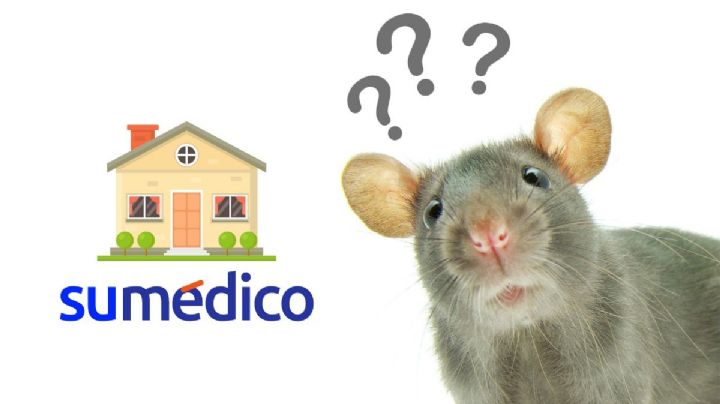 Repelentes naturales que ahuyentarán a ratas y ratones de tu casa