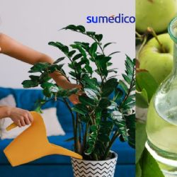 5 trucos para revivir tus plantas usando solo vinagre
