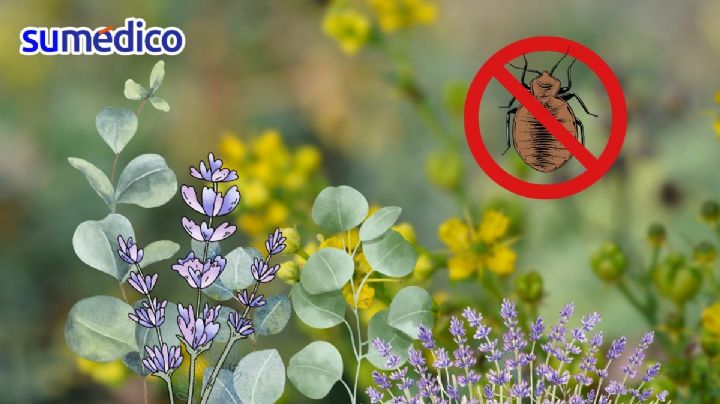 3 plantas que necesitas para mantener a las chinches fuera de tu casa