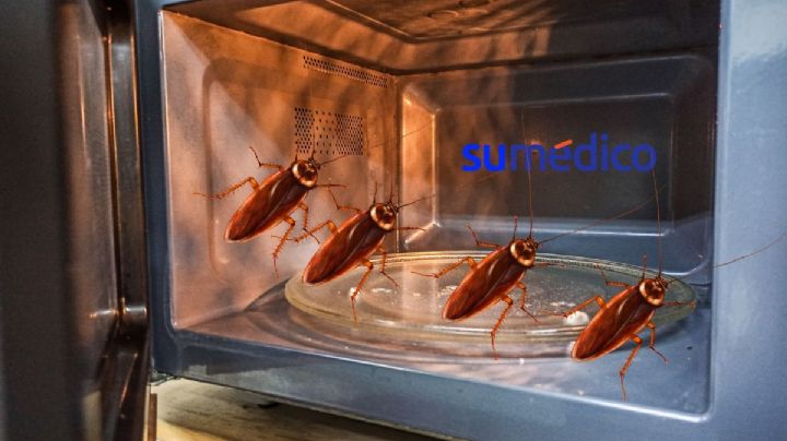 ¿Sospechas que tienes cucarachas en el microondas? Este truco te ayuda a detectarlas