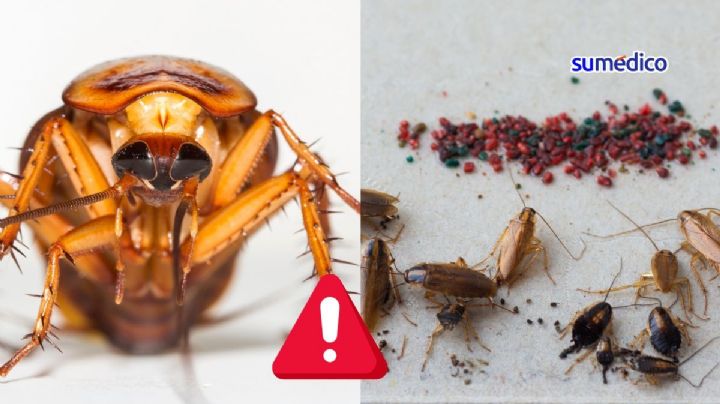 Expertos alertan que las cucarachas son cada vez más resistentes a insecticidas ¿Qué hacer?