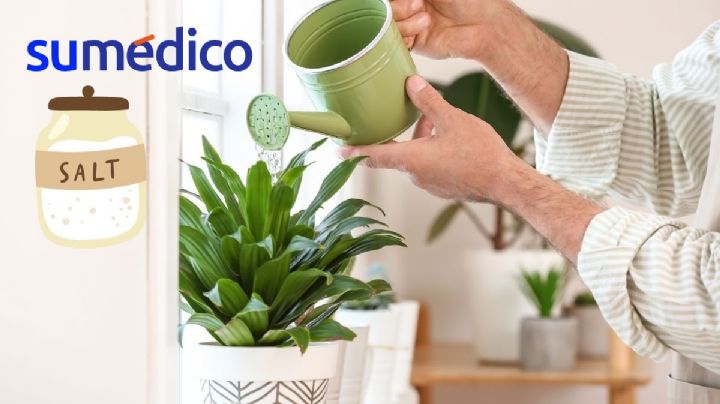 Las 3 razones para ponerle sal a tus plantas