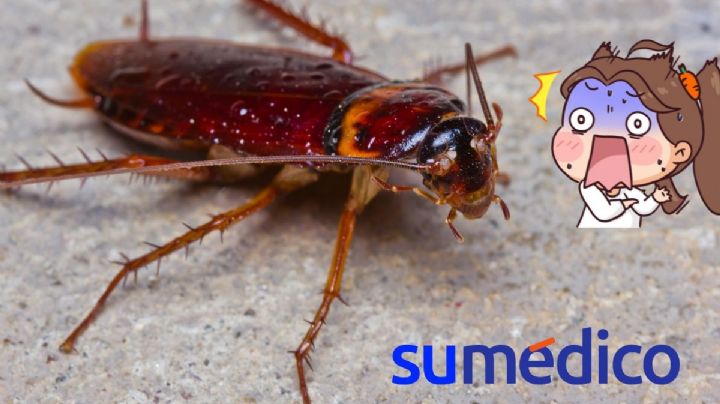 ¿Cómo son las super cucarachas y por qué son resistentes al insecticida?