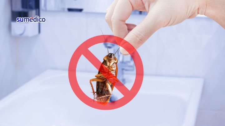 ¿Cómo detectar y eliminar un nido de cucarachas del desagüe?