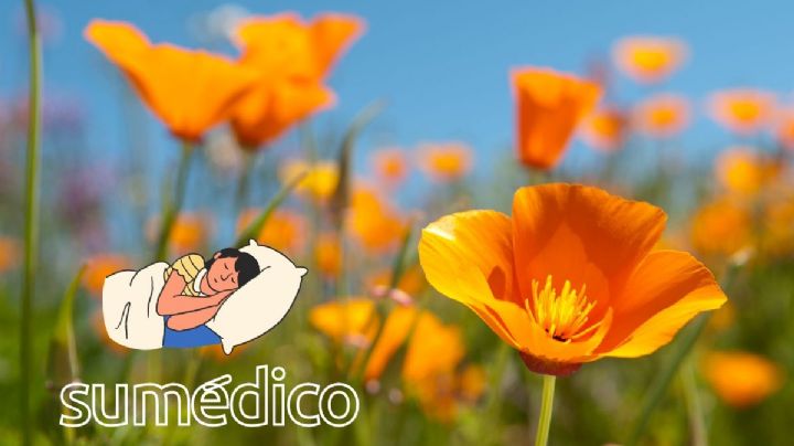 ¿Cómo usar la amapola de California para dormir?
