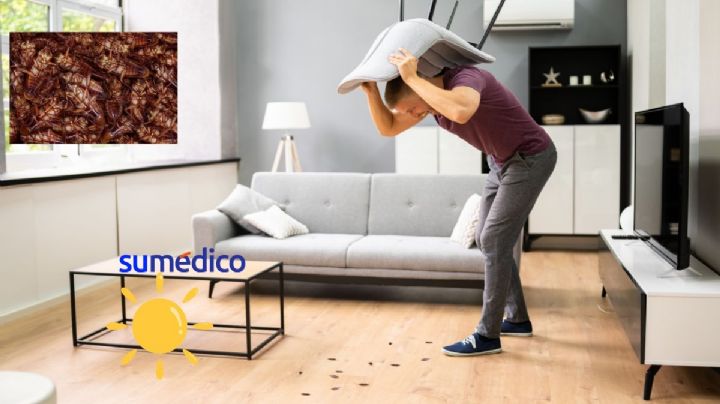 ¿Por qué hay más cucarachas en verano y cómo prevenir que lleguen a tu casa?