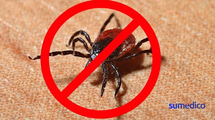 ¿Qué enfermedades transmiten las garrapatas y cómo eliminarlas del hogar?