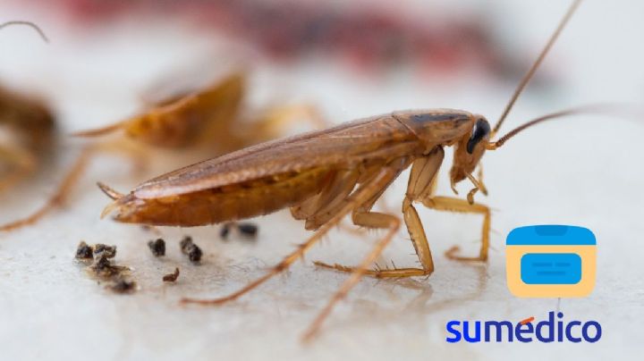 ¿Cómo hacer que una cucaracha salga de su escondite? Prueba este truco casero