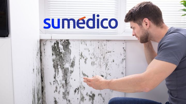 ¿Cómo se puede eliminar el moho en las paredes? Utiliza estas 3 plantas