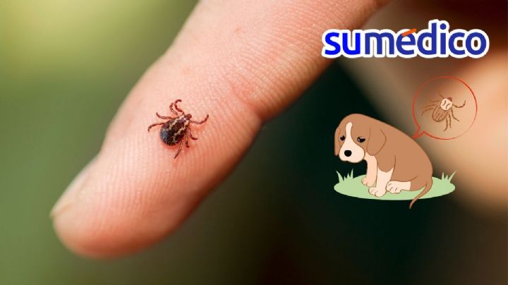 Así puedes evitar garrapatas en tu hogar y mascotas