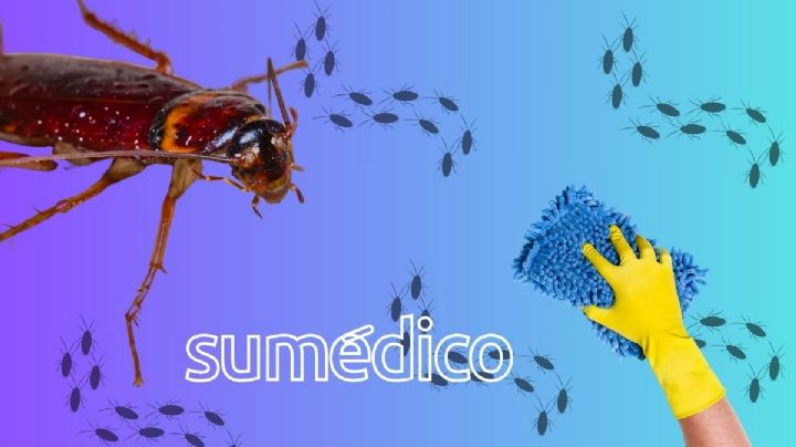 Así evitas la entrada a tu casa de la cucaracha langosta