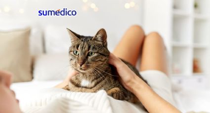¿Cuáles son los beneficios a la salud de tener un gato?