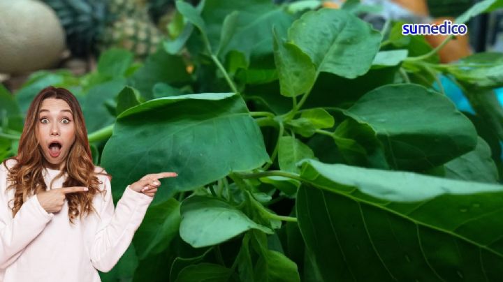 ¿Qué pasa si comes pápalo? Te decimos sus beneficios