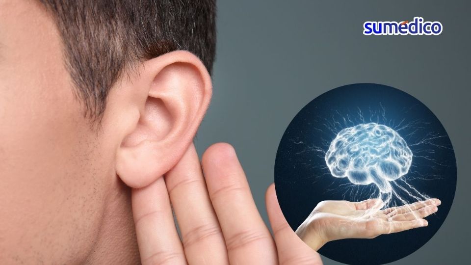 No podríamos escuchar si el cerebro no interpreta los sonidos.