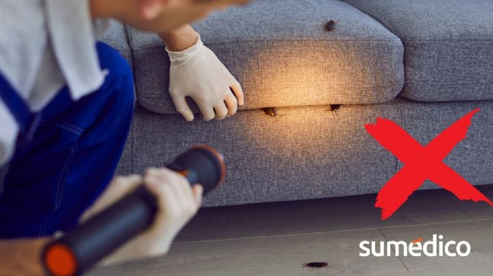 5 trucos para prevenir que las cucarachas invadan tu casa
