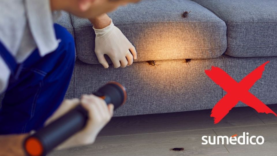 Conoce los trucos para prevenir que las cucarachas invadan tu casa