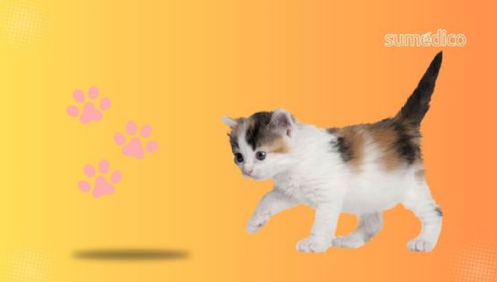 Guía definitiva para cuidar a tu gato: cuidados iniciales y errores para evitar