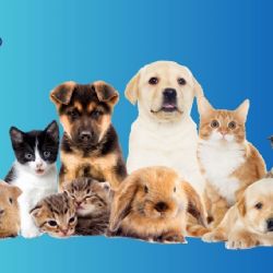 ¿Qué mascotas prefieren los mexicanos? Esto revela el INEGI