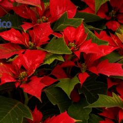 ¿Cómo cuidar tu nochebuena y hacer que florezca?