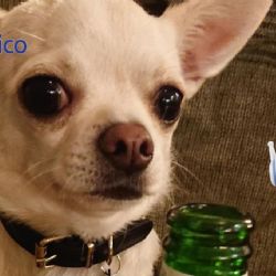 ¿Qué animales son las mejores mascotas, según la IA?