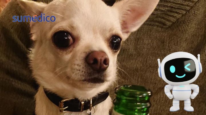 ¿Qué animales son las mejores mascotas, según la IA?