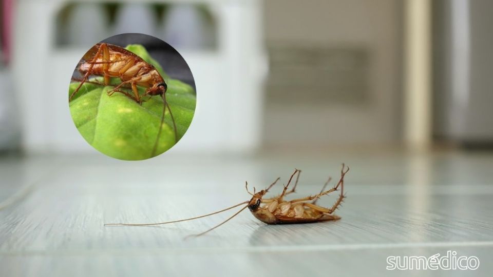 Cuando mueren por causas naturales, las cucarachas normalmente permanecen con las patas hacia abajo