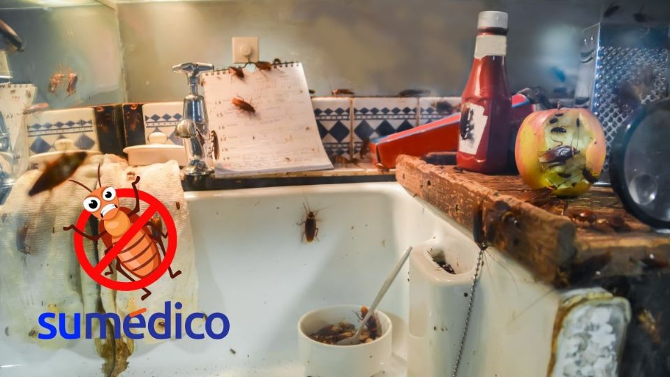 Una vez que los detectes, es esencial eliminarlos de inmediato.