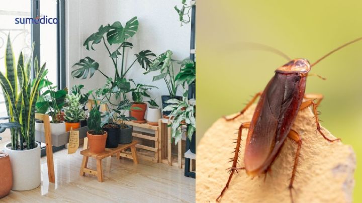 Las 5 plantas de primavera que NO debes tener en casa porque atraen cucarachas
