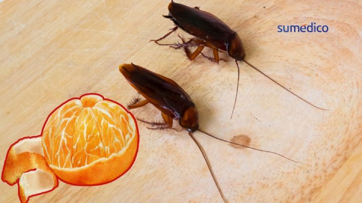 Cómo alejar cucarachas del hogar usando solo cáscara de naranja