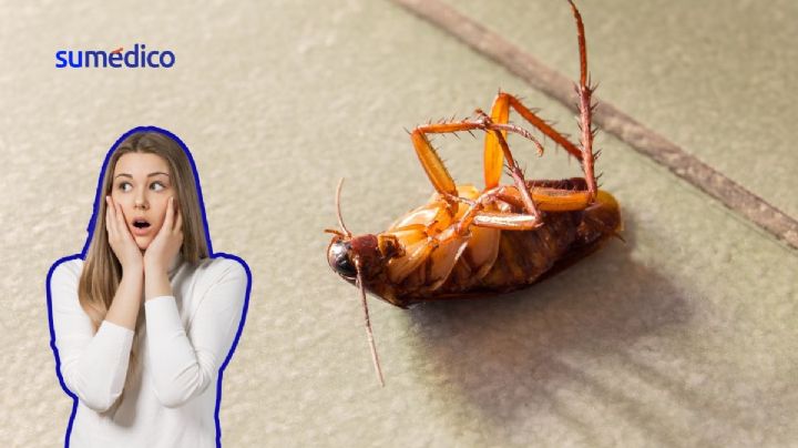 ¿Qué pasa si te muerde una cucaracha? Estos son los peligros