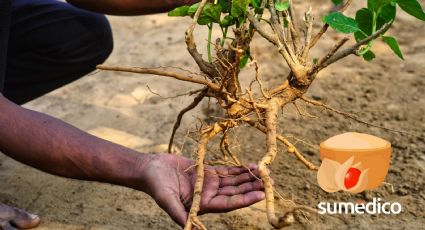 ¿Cansada, estresada y sin dormir? Esta planta podría cambiarlo