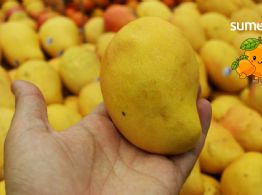 ¿Cuál mango es mejor y cómo escogerlo?