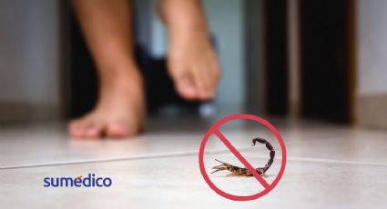 ¿Cómo prevenir la aparición de alacranes en tu hogar?