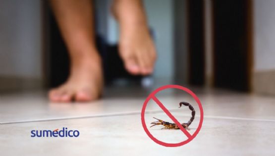 ¿Cómo prevenir la aparición de alacranes en tu hogar?