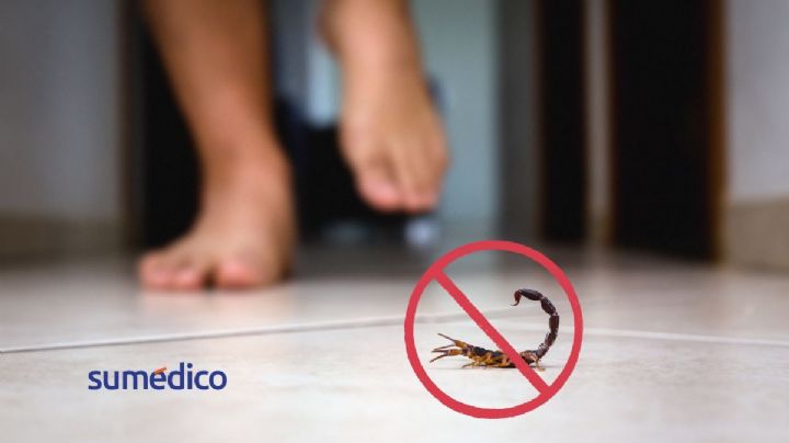 ¿Cómo prevenir la aparición de alacranes en tu hogar?