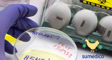 Confirman primer caso humano de influenza aviar A (H5N1) en México