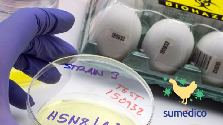 Confirman primer caso humano de influenza aviar A (H5N1) en México