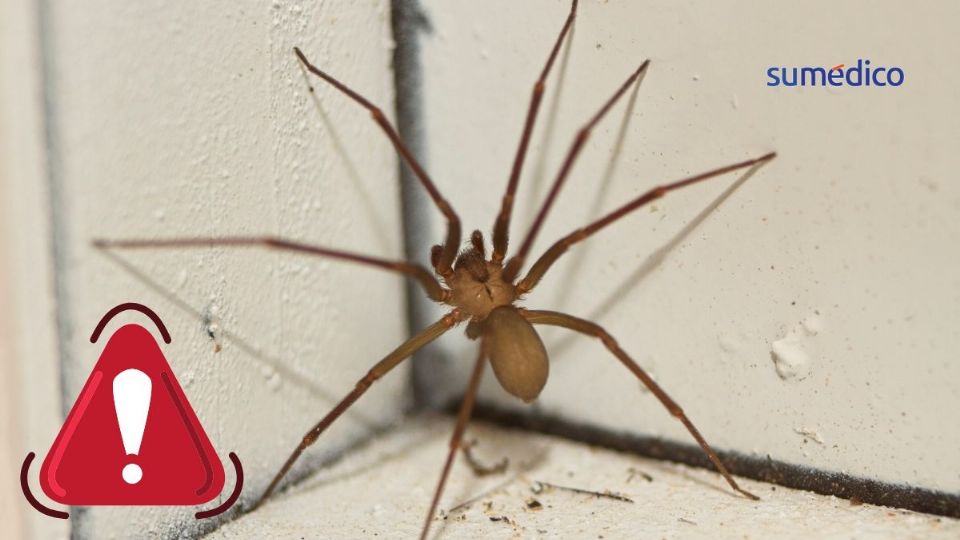 En temporada de calor es común encontrarse con la araña violinista.