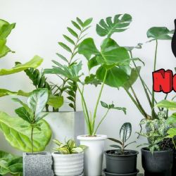 6 plantas que ABSORBEN el calor y refrescan tu hogar